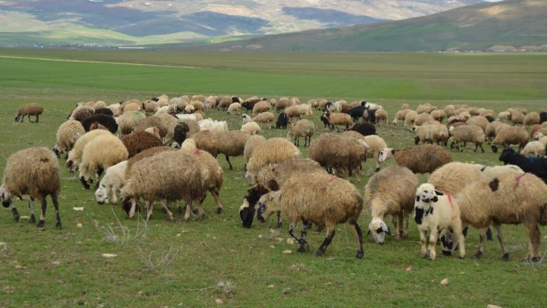 Hayvancılığa 2027'de 52,5 milyar lira destek sağlanacak