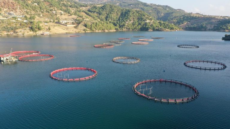 Karadeniz'in su ürünleri ihracatı 9 ayda 322 milyon doları aştı